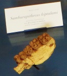 Samburupithecus kiptalami