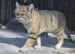 Барханный кот