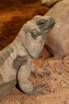 Sauromalus hispidus