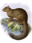 Prosciurillus alstoni