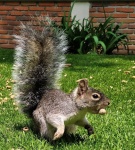 Sciurus oculatus