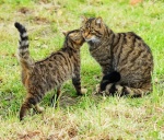 Felis silvestris grampia