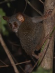 Tarsius tumpara