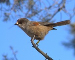 Кукша