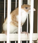 Японская амадина, Lonchura striata domestica (Вид)