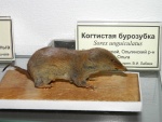 Когтистая бурозубка