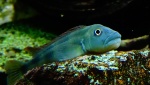 Steatocranus tinanti