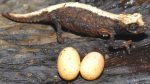 Brookesia desperata
