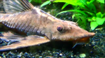 Sturisomatichthys festivum