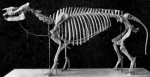 Subhyracodon occidentalis