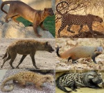 Кошкообразные