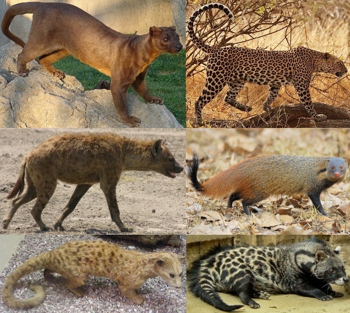 Кошкообразные