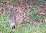 Sylvilagus dicei