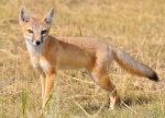 Американский корсак