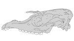 Tapirus johnsoni