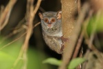 Tarsius pelengensis
