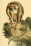 Tarsius sangirensis