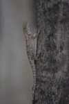 Calotes bachae