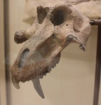 Theropithecus brumpti