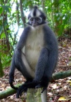 Presbytis thomasi