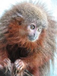 Plecturocebus caquetensis