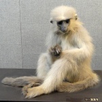 Trachypithecus shortridgei