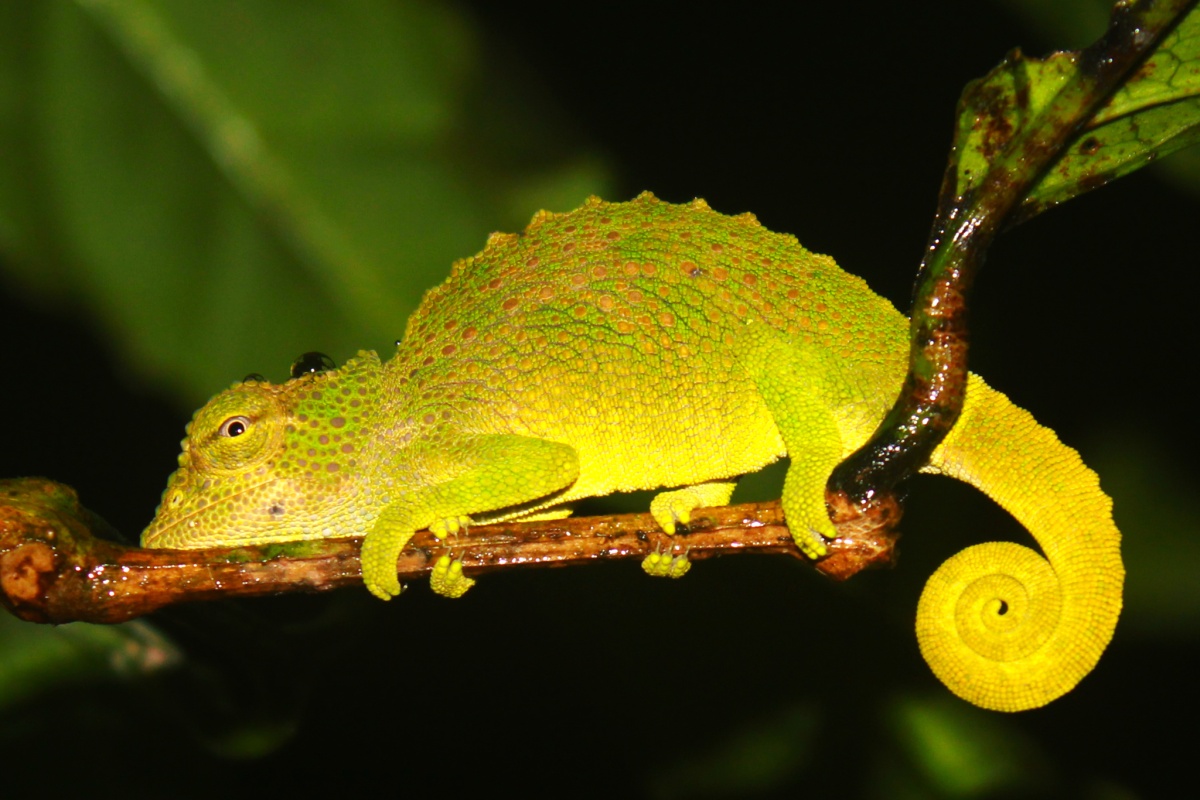 Trioceros feae