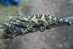 Trioceros johnstoni