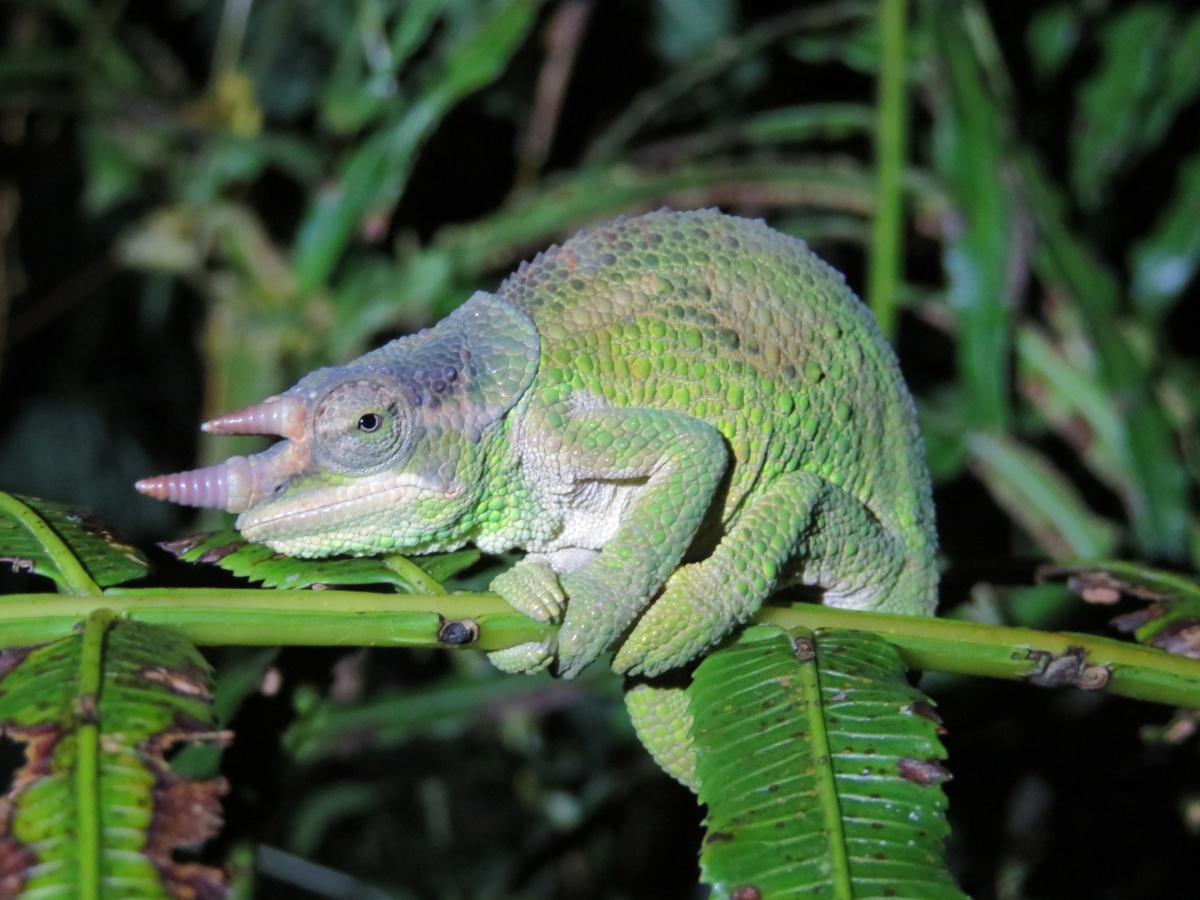 Trioceros werneri