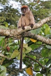 Piliocolobus tephrosceles