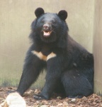 Ursus thibetanus japonicus