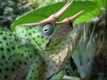 Trioceros deremensis