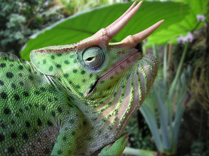 Trioceros deremensis