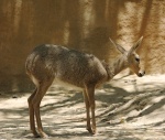 Косулья антилопа
