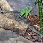 Varanus caerulivirens