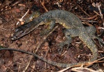 Varanus marmoratus