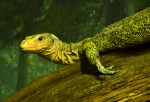 Varanus melinus