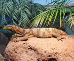 Varanus olivaceus