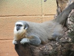 Plecturocebus vieirai