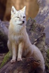 Корсак