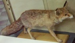 Vulpes vulpes flavescens