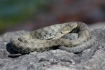 Уж Бухарский