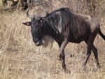 Connochaetes taurinus taurinus