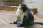 Cercocebus chrysogaster
