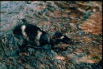 Водяной опоссум