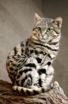 Черноногая кошка