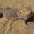 Бородатая агама Pogona vitticeps
