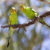 Melopsittacus undulatus