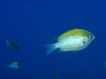 Хромис Жёлтый