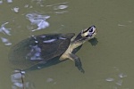 Черепахи трикаринаты